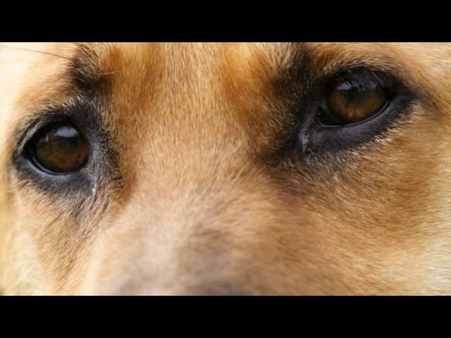 frasi per la perdita di un cane