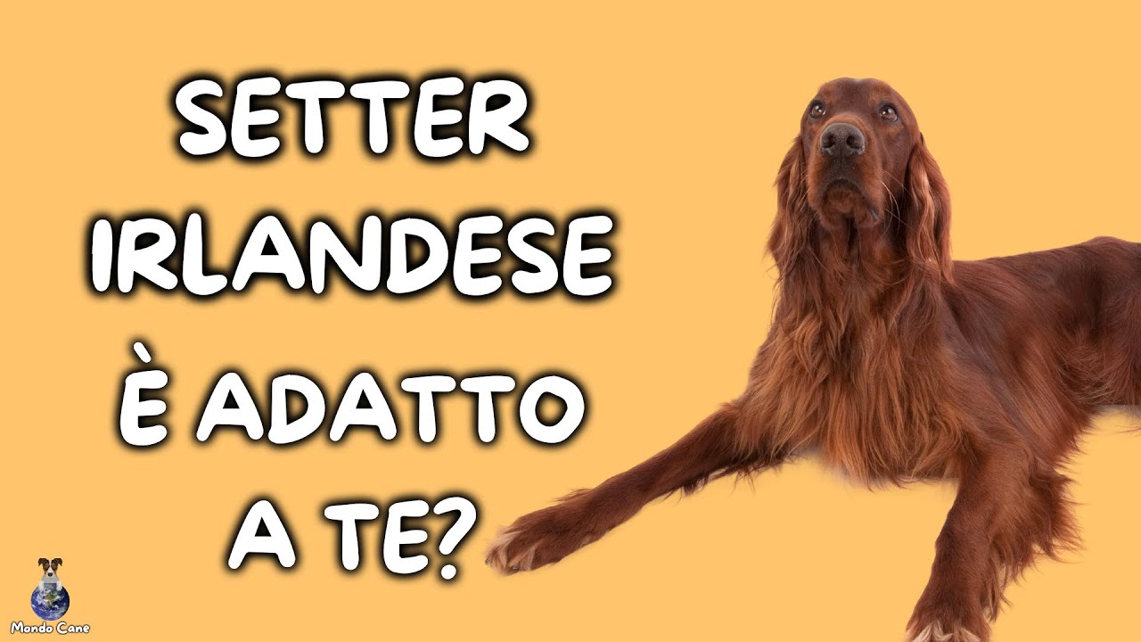 fulvi come i peli del setter irlandese