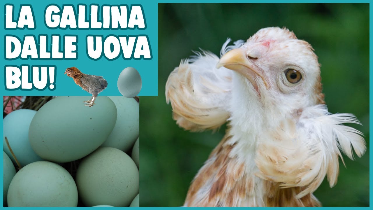 gallina che fa le uova azzurre