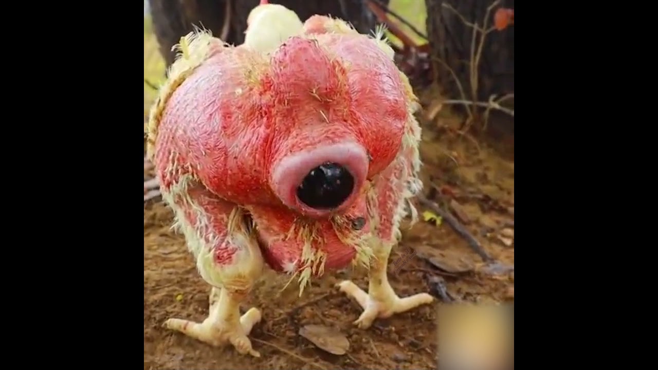 gallina che fa le uova nere