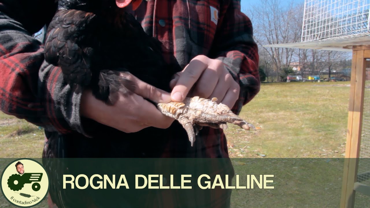 gallina con le piume sulle zampe