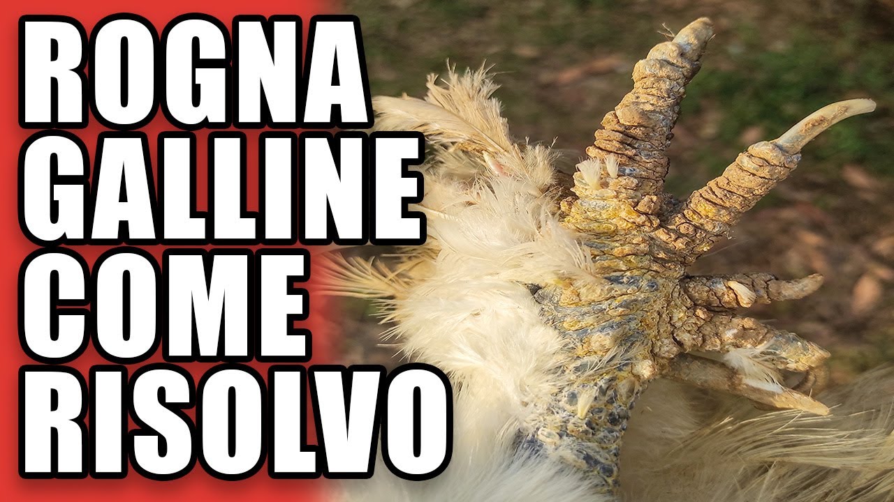 galline con le piume sulle zampe