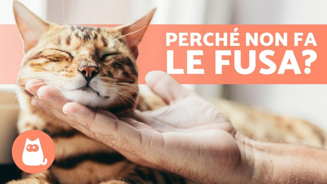 gatti che non fanno le fusa