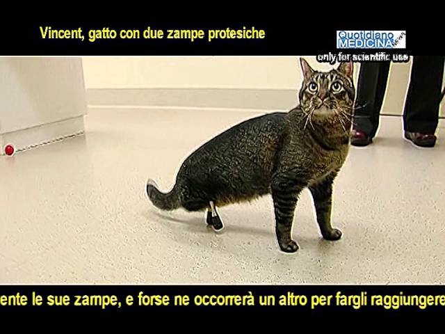 gattino con zampe posteriori a rana