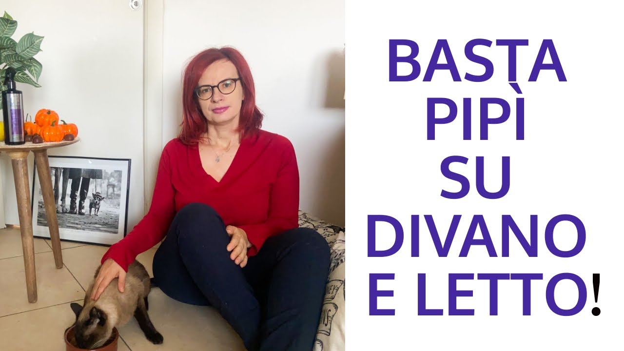 gatto che fa pipi sul divano