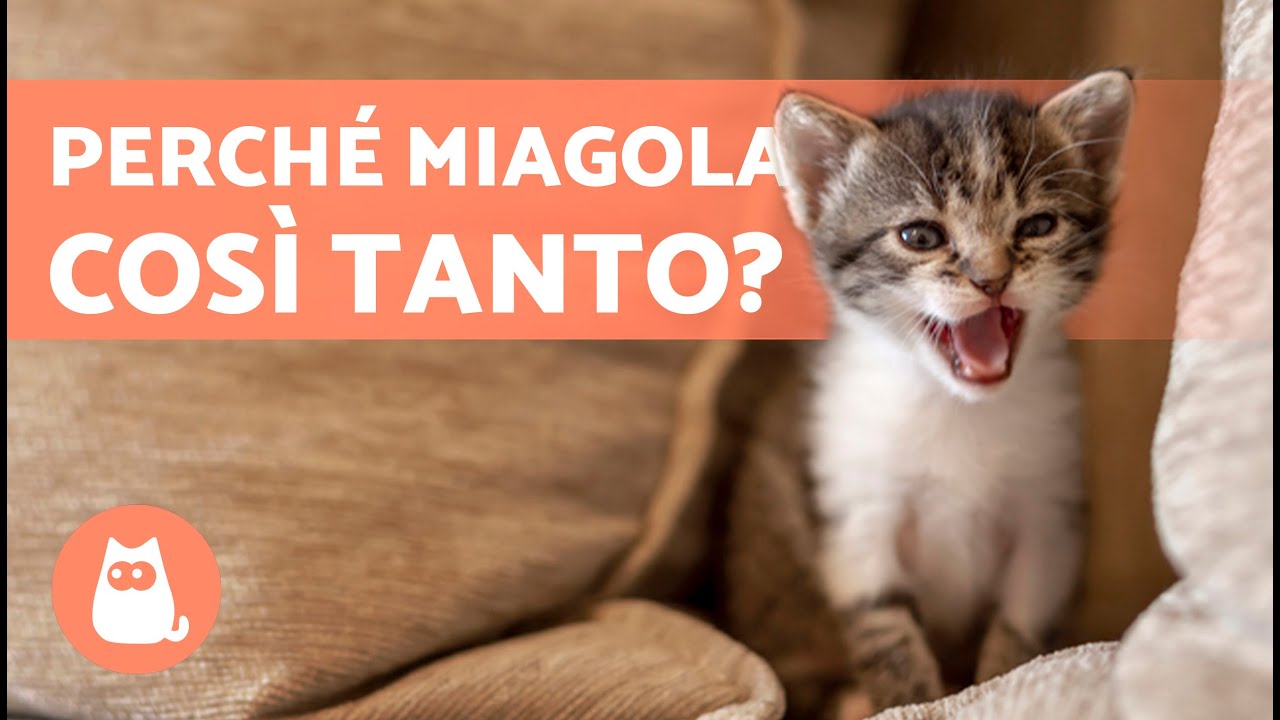 gatto che miagola e gratta la porta