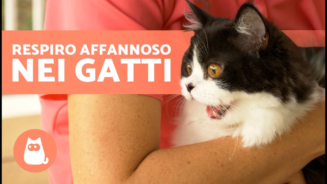 gatto che respira come se russasse