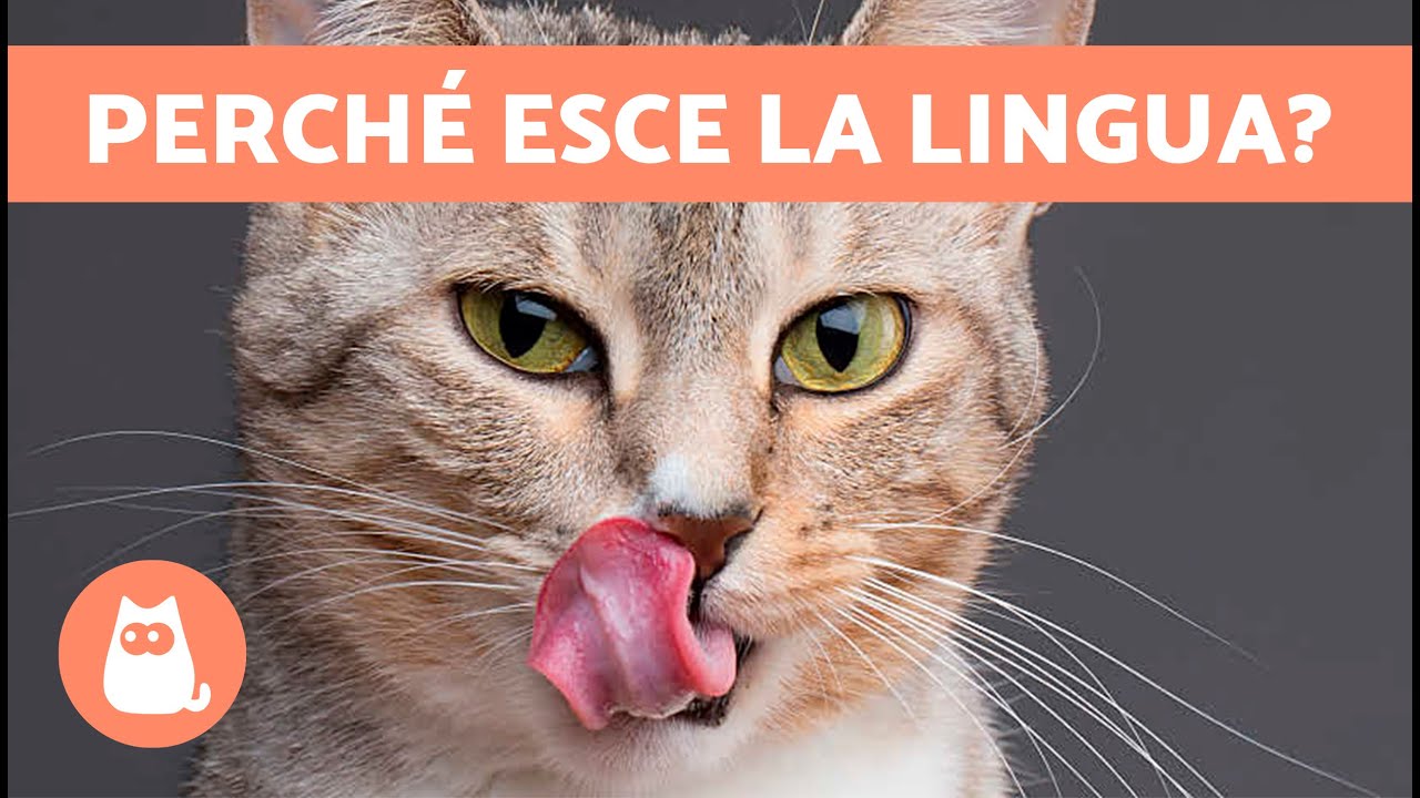 gatto che tira fuori la lingua e deglutisce