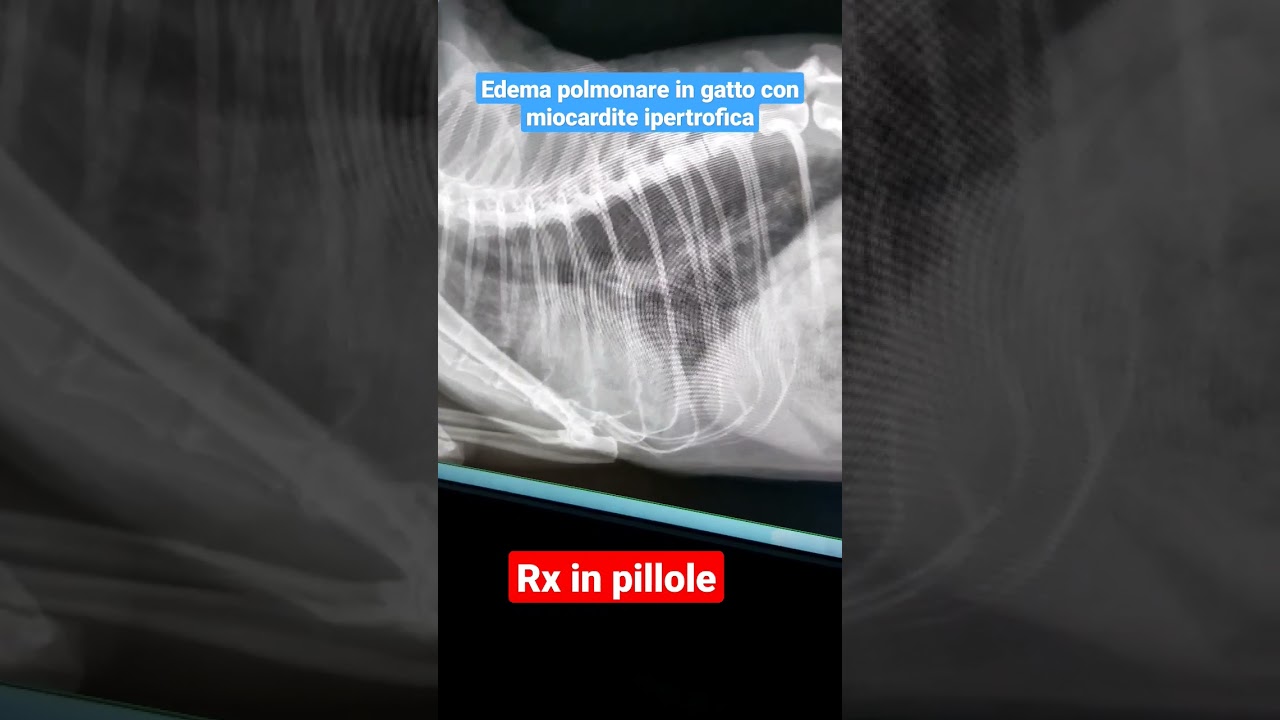 gatto con edema polmonare quanto può vivere