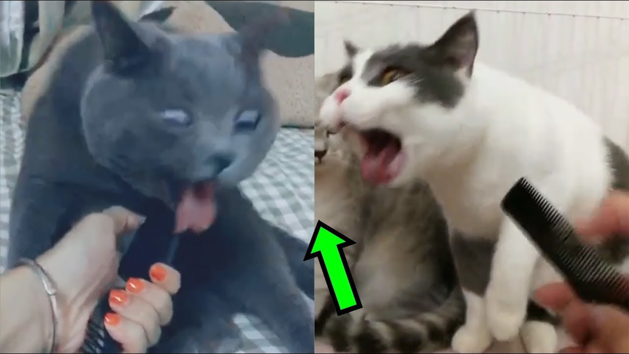 gatto conati di vomito a vuoto