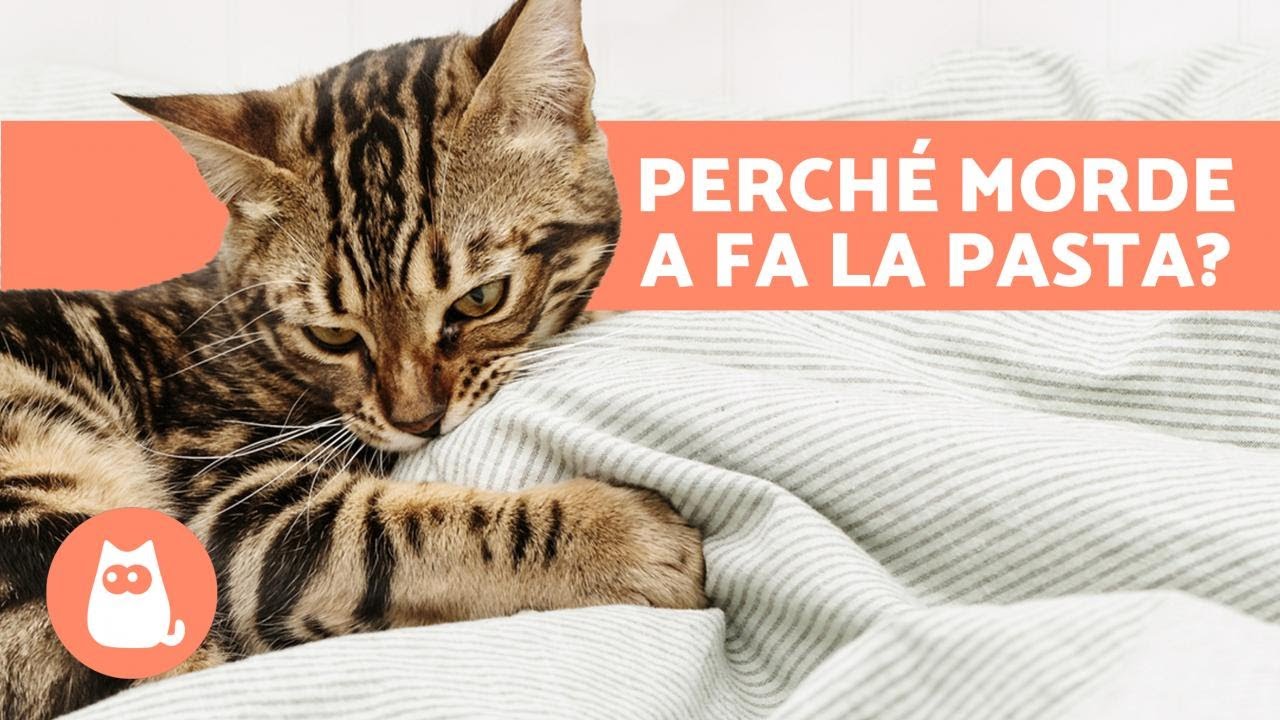 gatto fa la pasta e si eccita
