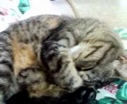 gatto fa le fusa mentre dorme