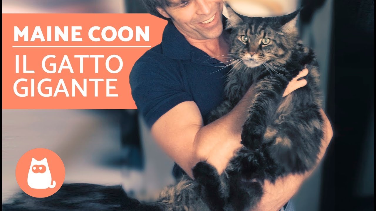 gatto maine coon regalo senza pedigree