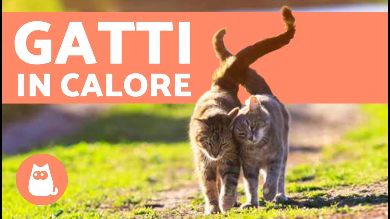 gatto maschio in calore: cosa fare