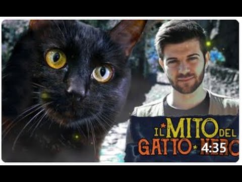 gatto nero con macchia bianca razza