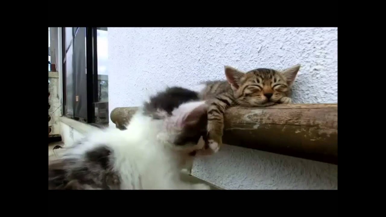 gatto più bello del mondo 2014