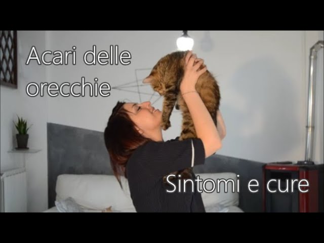 gatto si gratta le orecchie rimedi