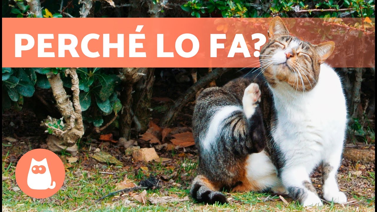gatto si gratta sotto il mento