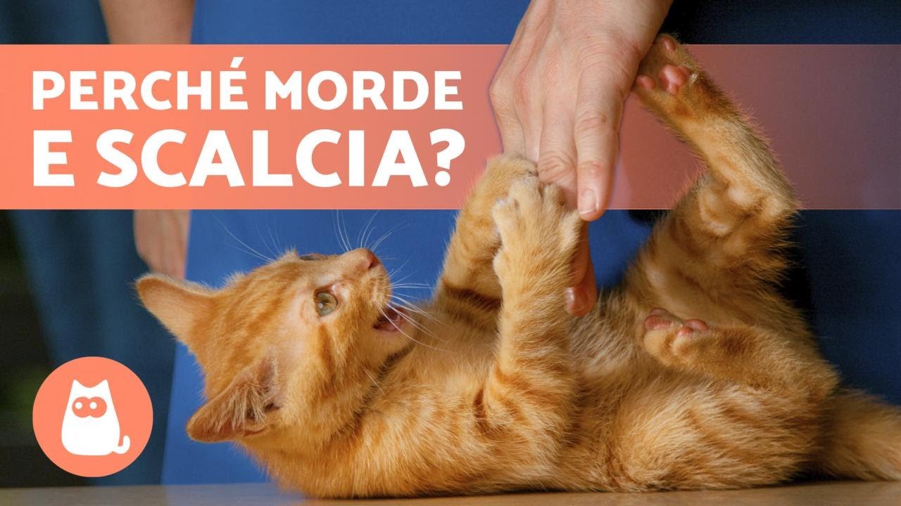 gatto si mette a pancia in su e morde