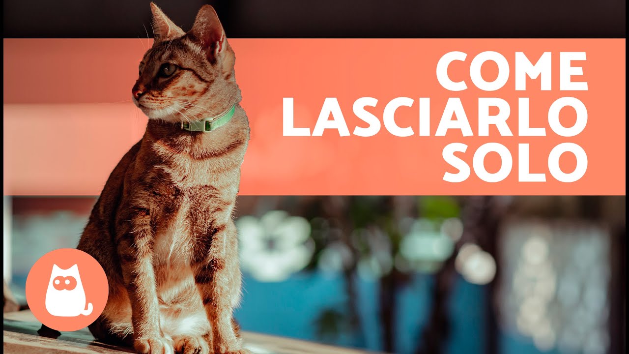 gatto torna a casa solo per mangiare