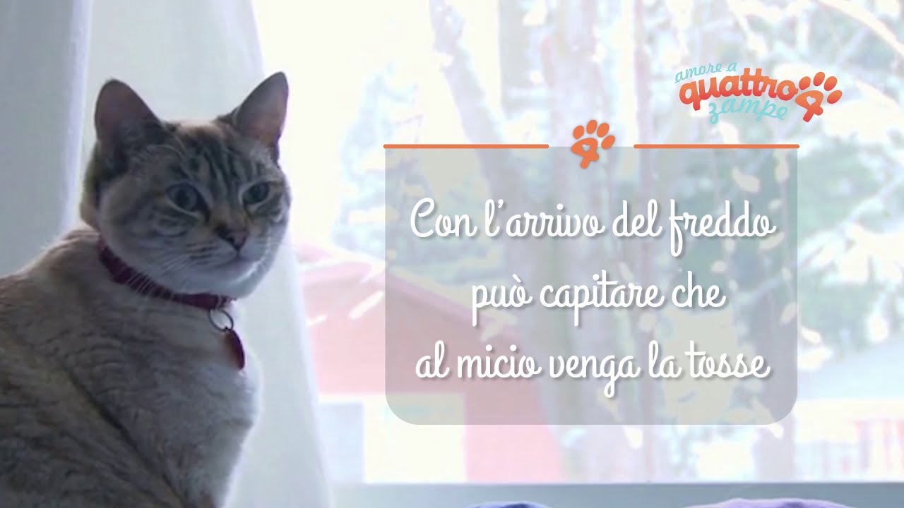 gatto tosse una volta al giorno