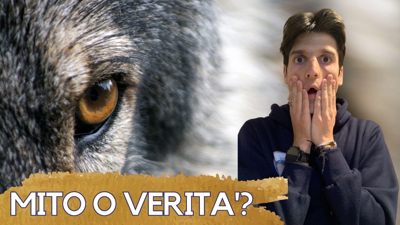 guarda negli occhi di un cane
