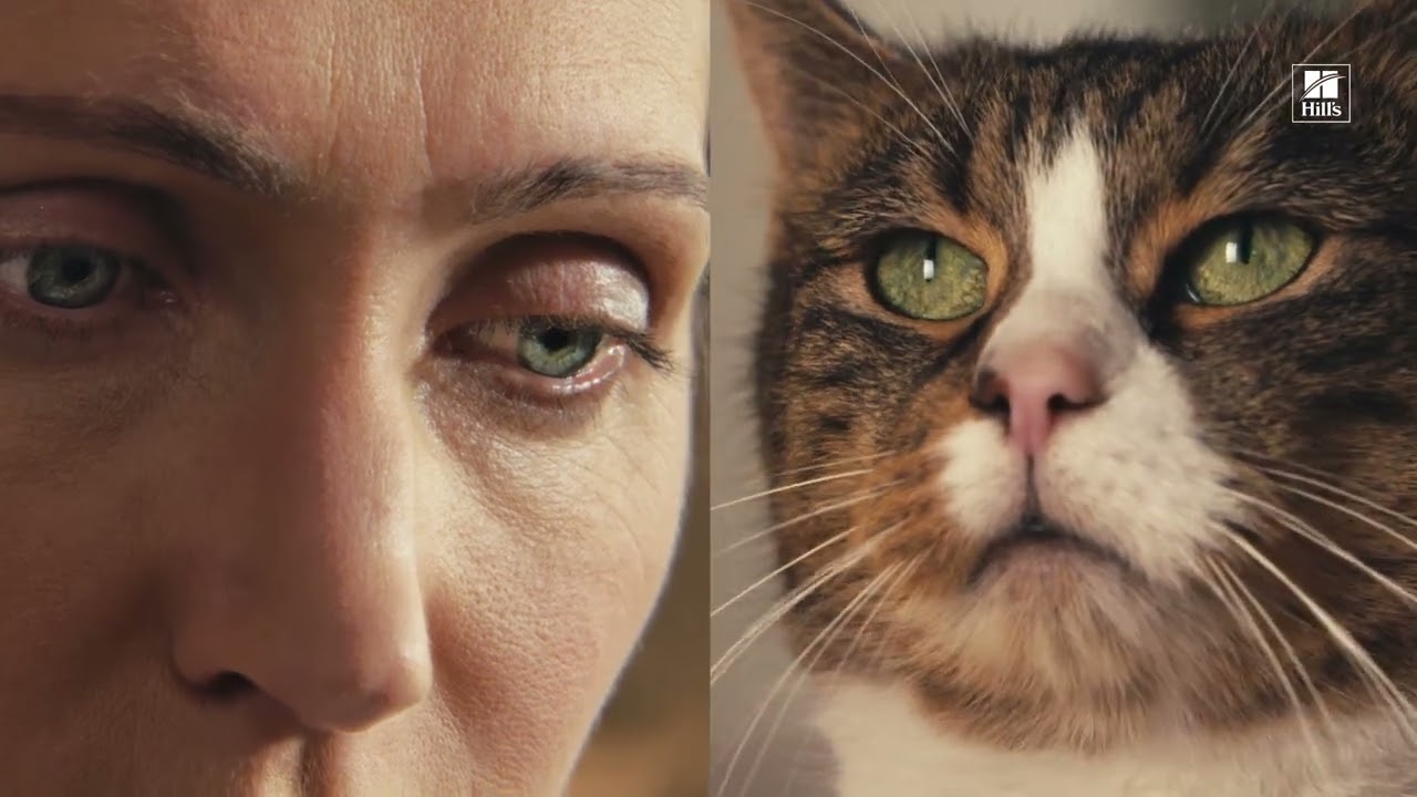 hill's c/d urinary stress gatto secco