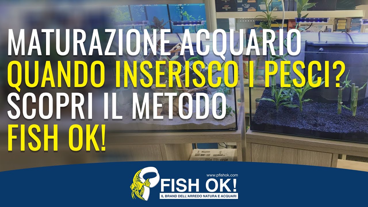 ho messo subito i pesci nell'acquario