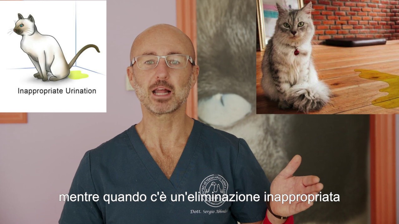 ho toccato la pipi del gatto