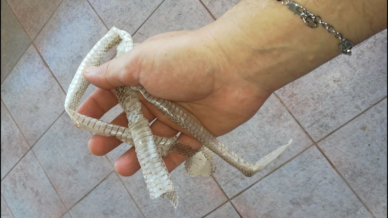 ho trovato una pelle di serpente