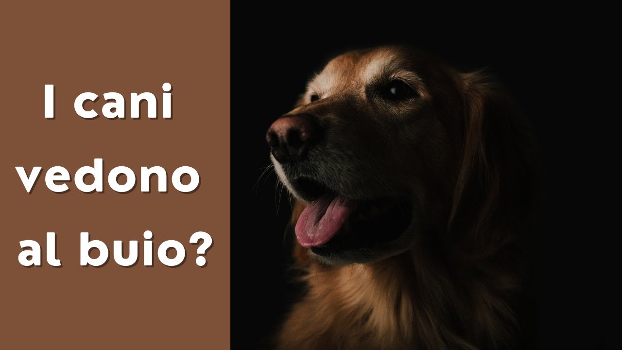 i cani ci vedono al buio