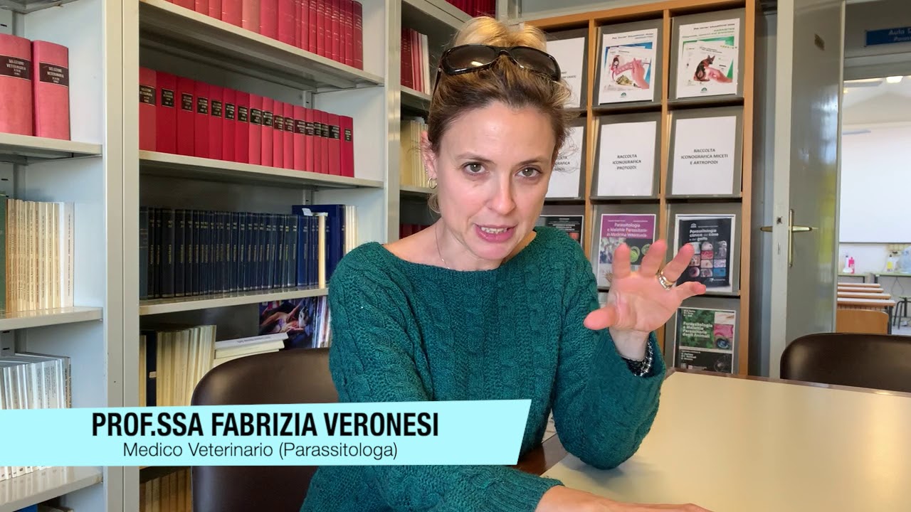 i cani possono avere i pidocchi