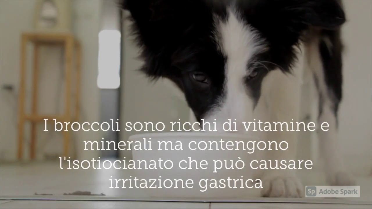 i cani possono mangiare i broccoli cotti