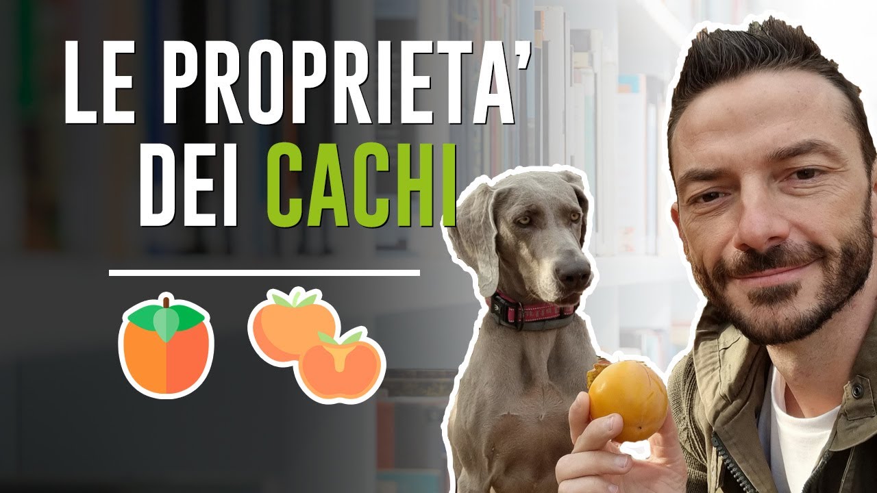 i cani possono mangiare i cachi mela