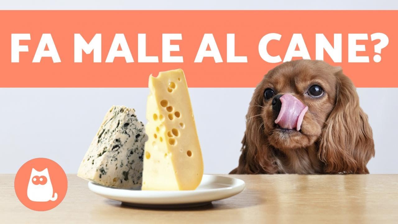 i cani possono mangiare il formaggio