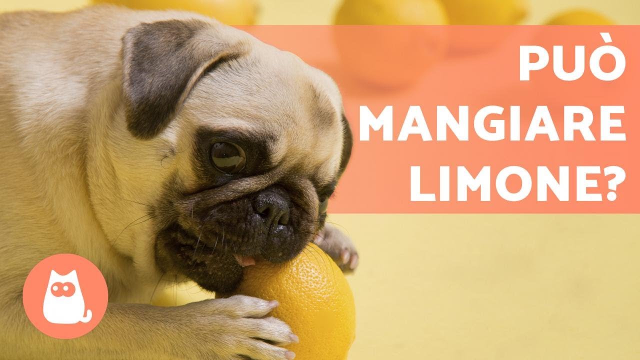 i cani possono mangiare il limone