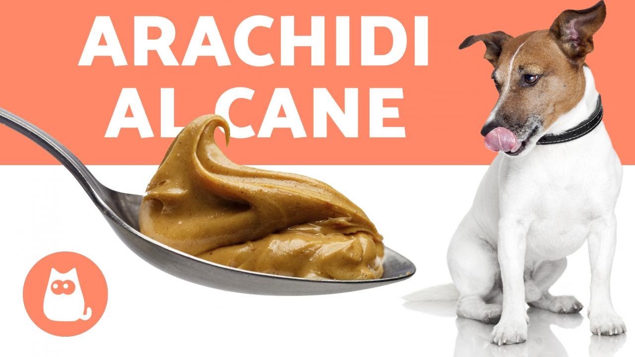 i cani possono mangiare le clementine