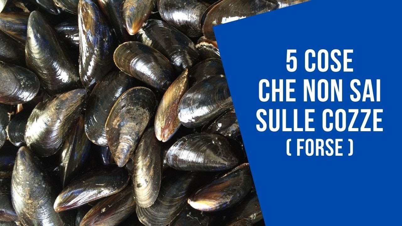 i cani possono mangiare le cozze