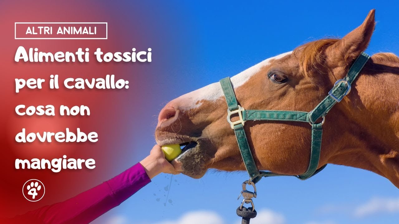 i cavalli possono mangiare il pane