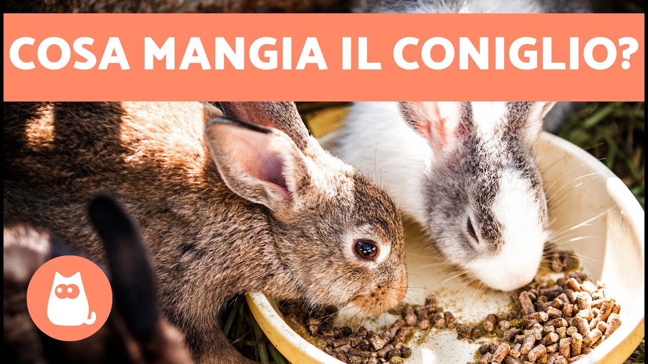 i conigli possono mangiare i pomodori