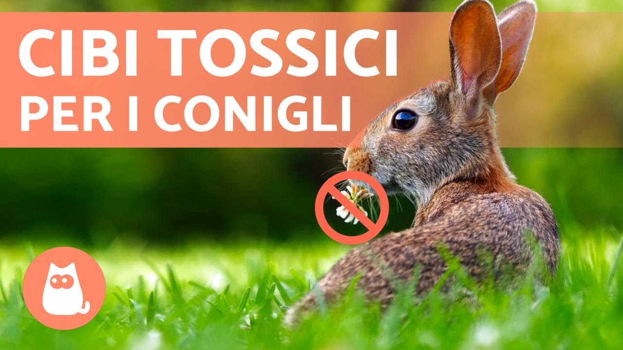 i conigli possono mangiare la zucca