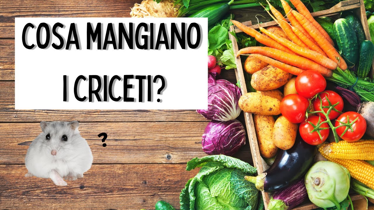 i criceti possono mangiare le fragole