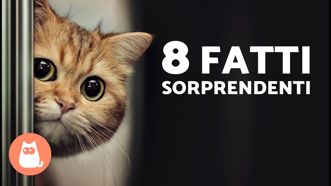 i gatti maschi hanno i capezzoli