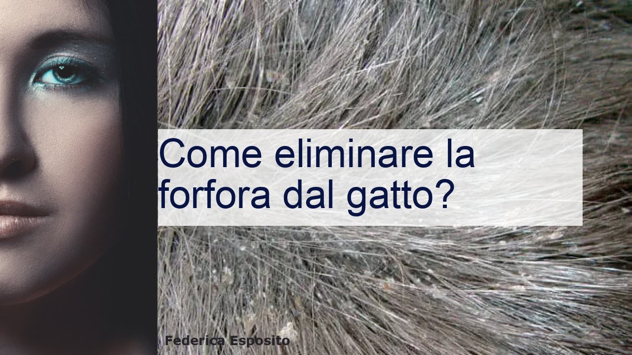 i gatti possono avere la forfora