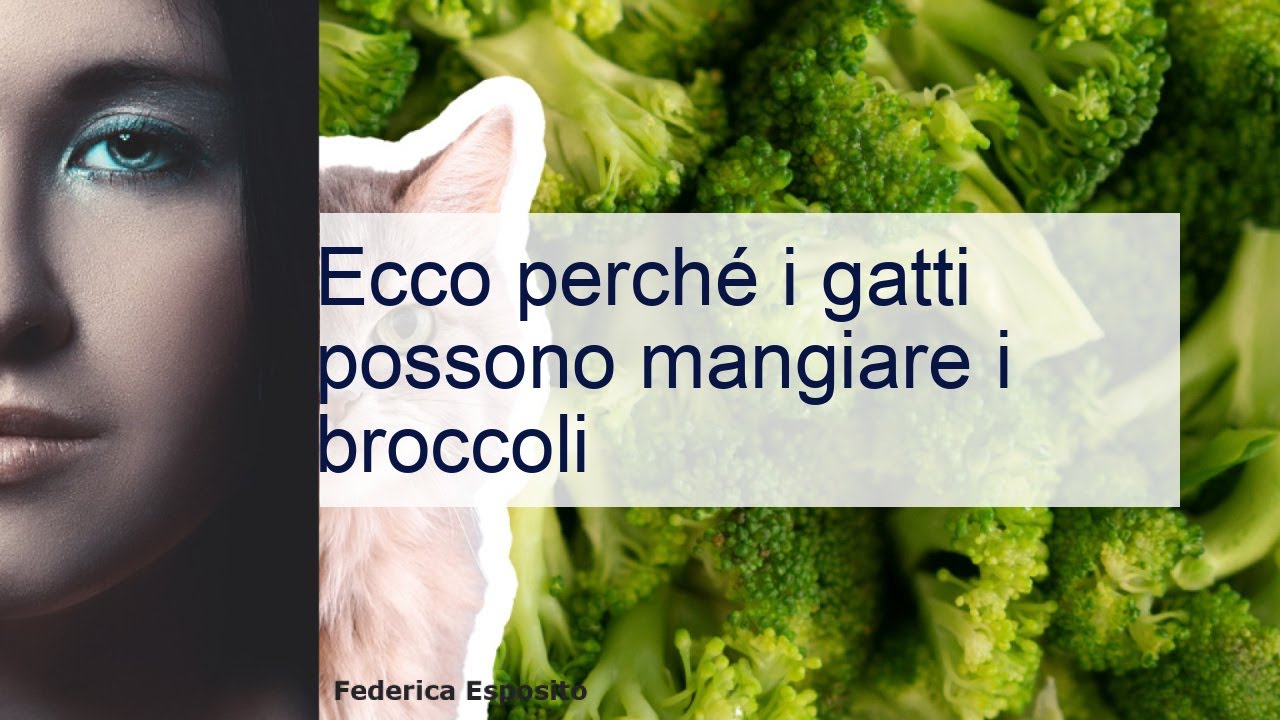 i gatti possono mangiare i broccoli