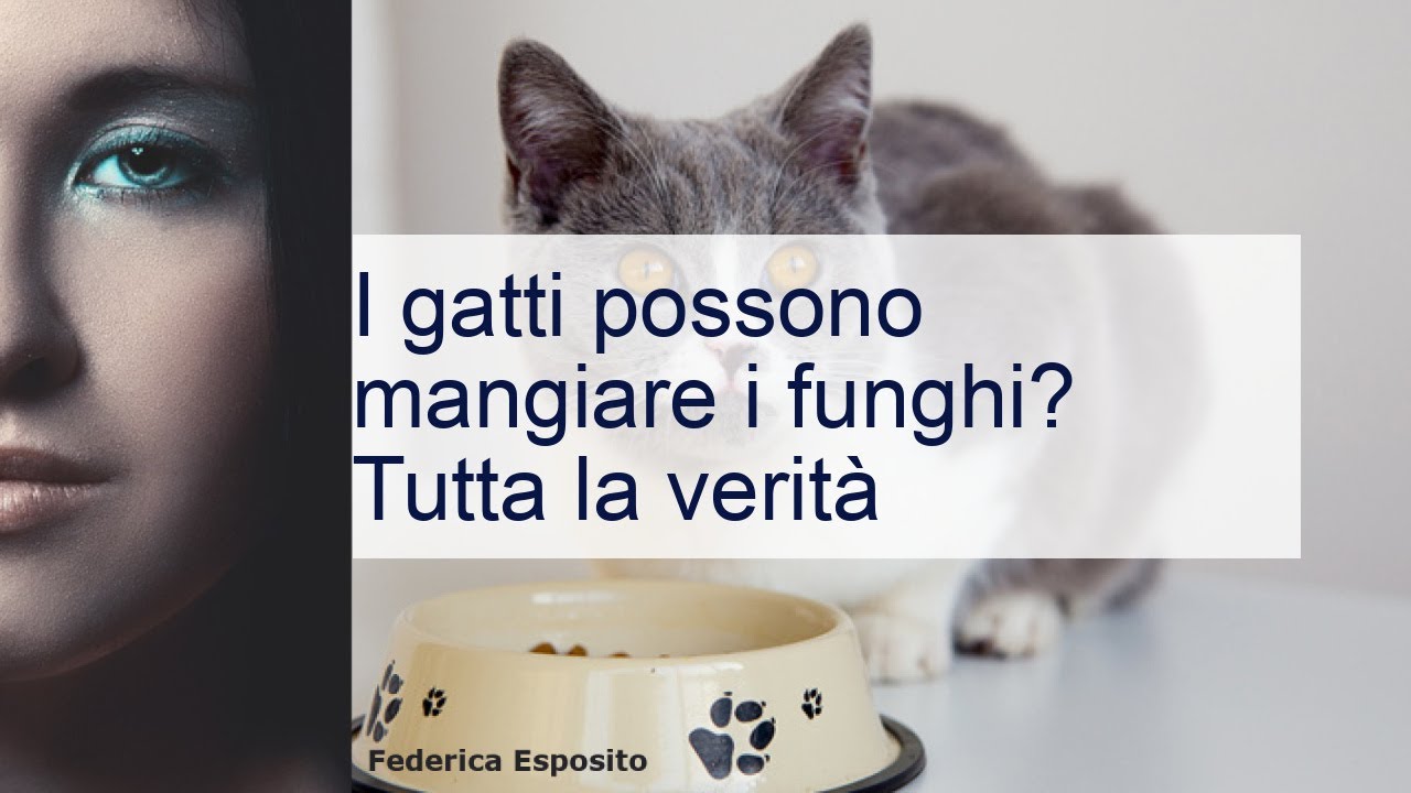i gatti possono mangiare i funghi