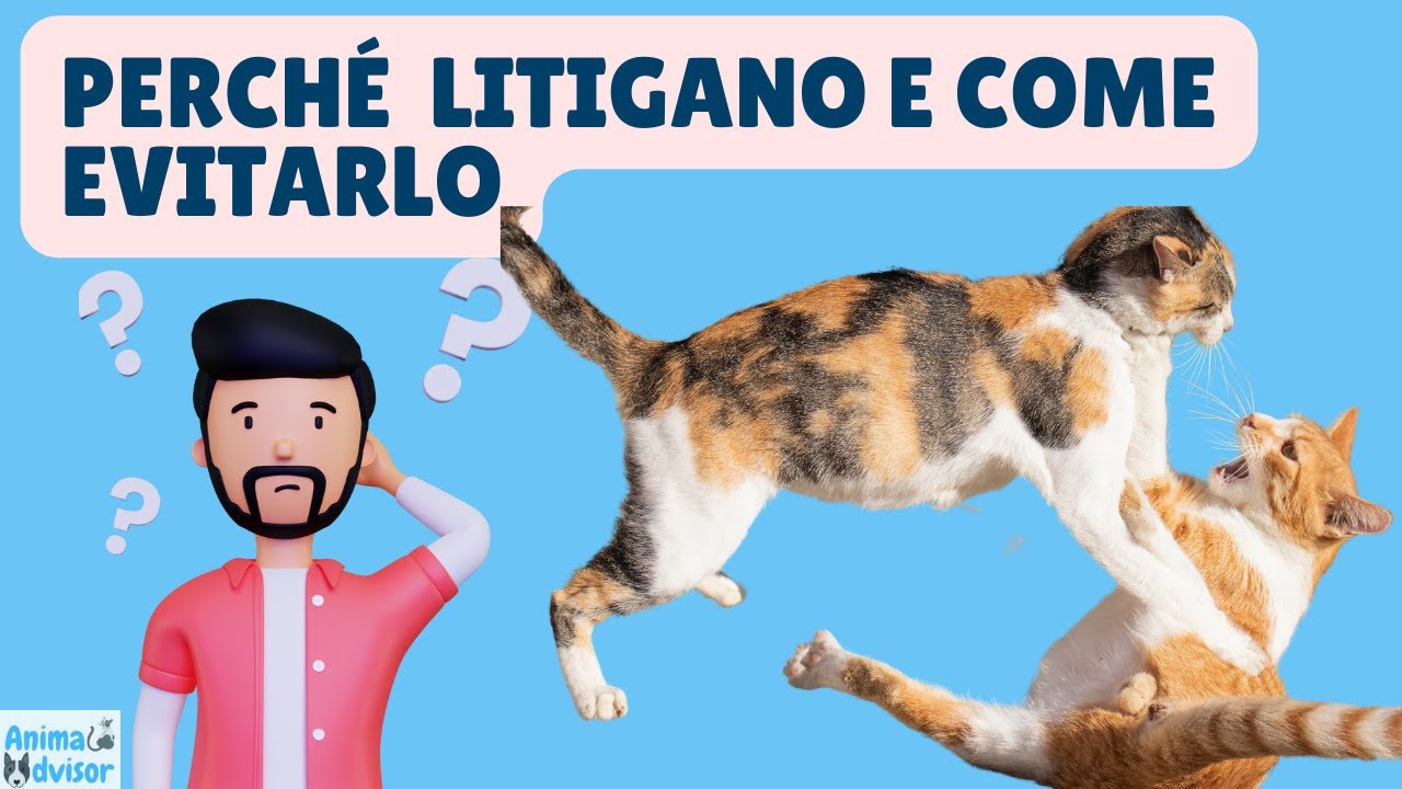 i gatti si uccidono tra loro