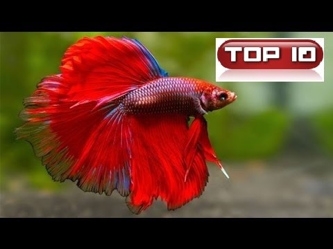 i pesci più belli per acquario acqua dolce