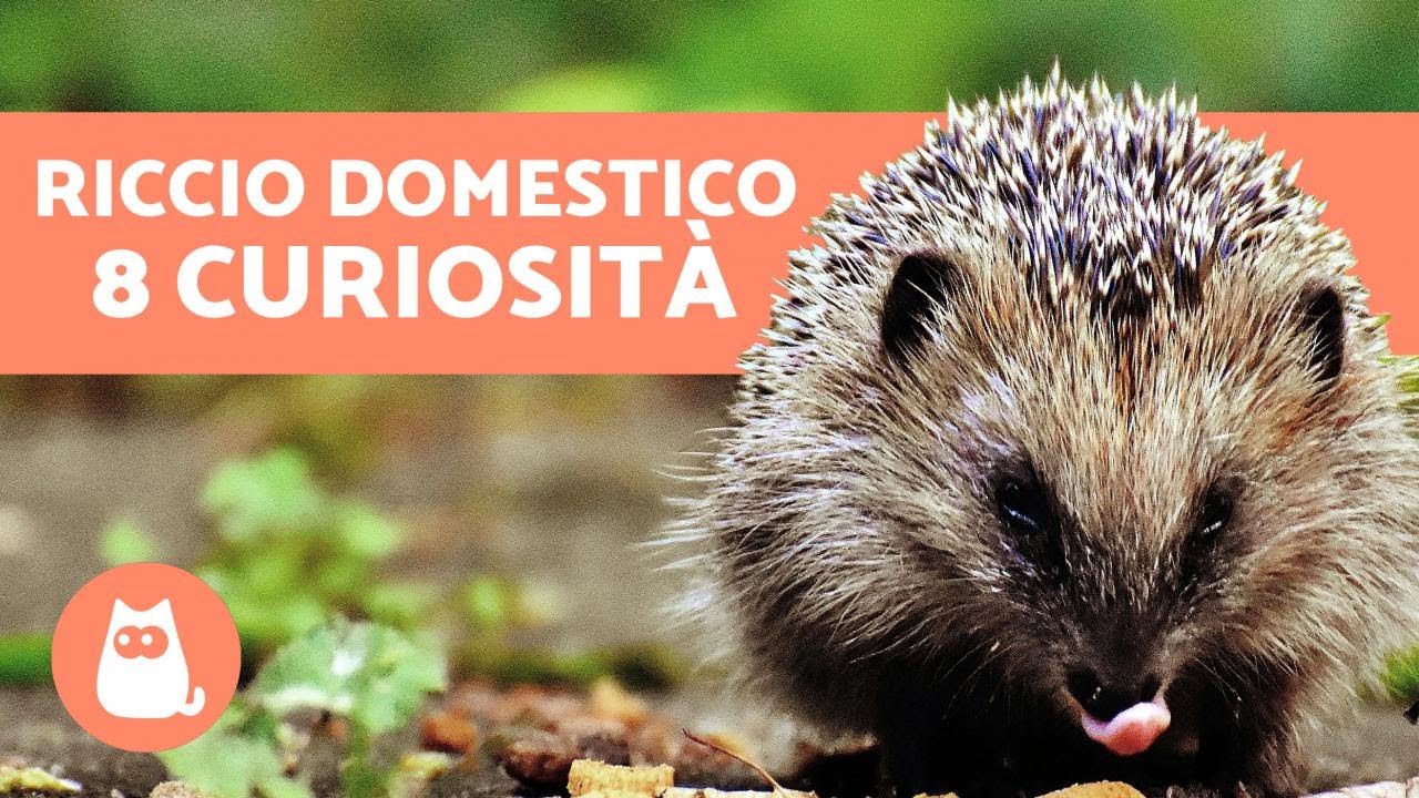 i ricci sono pericolosi per i cani