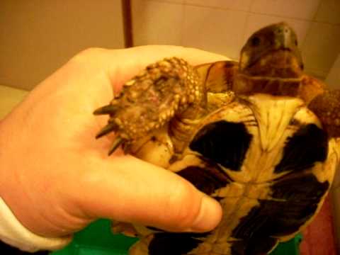 i topi mangiano le tartarughe di terra
